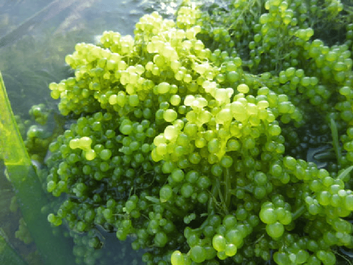 1 box of dehydrated seaweed 175g includes 5 35g packs with free roasted sesame sauce, not salty or fishy - Image 8