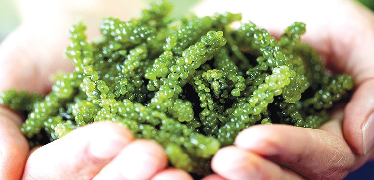 1 box of dehydrated seaweed 175g includes 5 35g packs with free roasted sesame sauce, not salty or fishy - Image 5