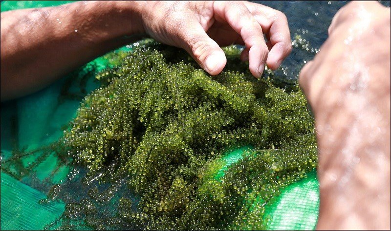 1 box of dehydrated seaweed 175g includes 5 35g packs with free roasted sesame sauce, not salty or fishy - Image 10